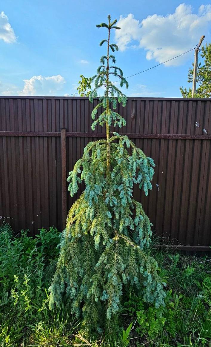 Picea engelmannii ‘Lace’