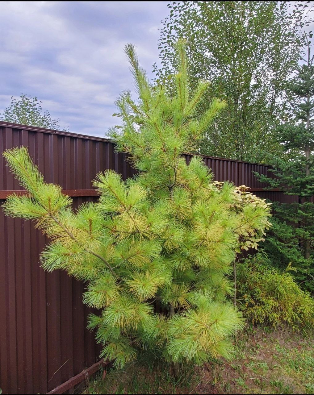 Pinus strobus 'Louie'