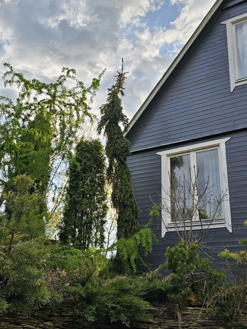 Picea omorika 'Pendula Bruns'