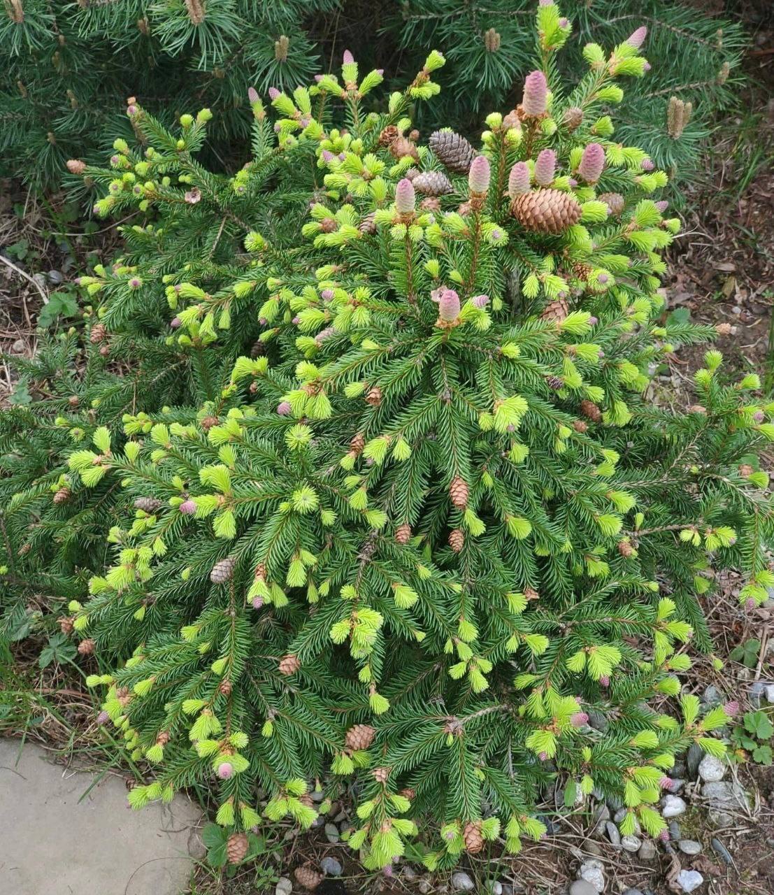 Picea abies ‘Pusch’