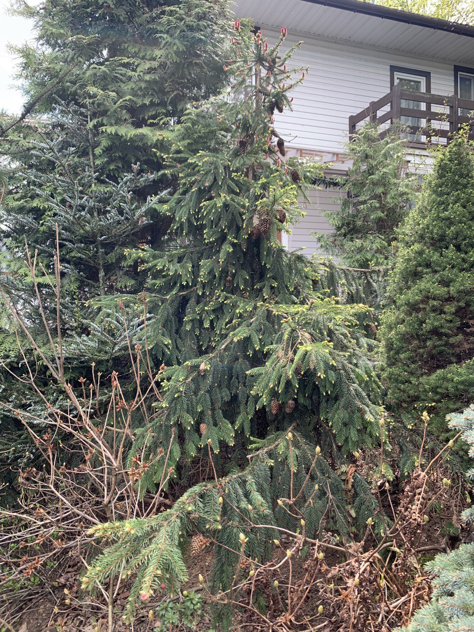 Picea abies ‘Acrocona’