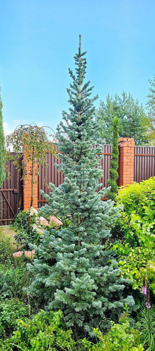 Abies lasiocarpa 'Compacta'