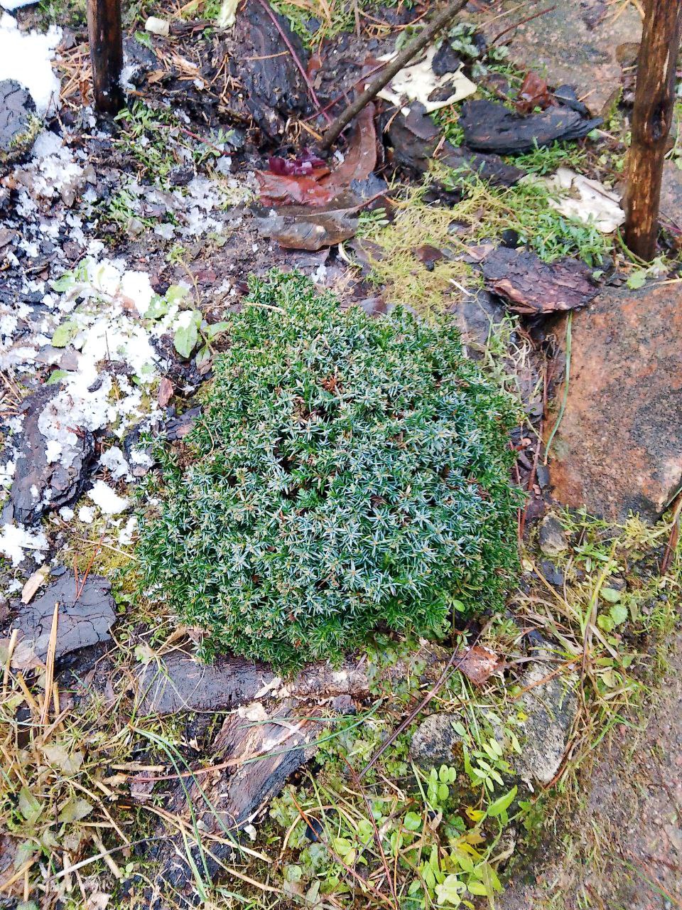 Juniperus horizontalis 'Blue Pygmy'