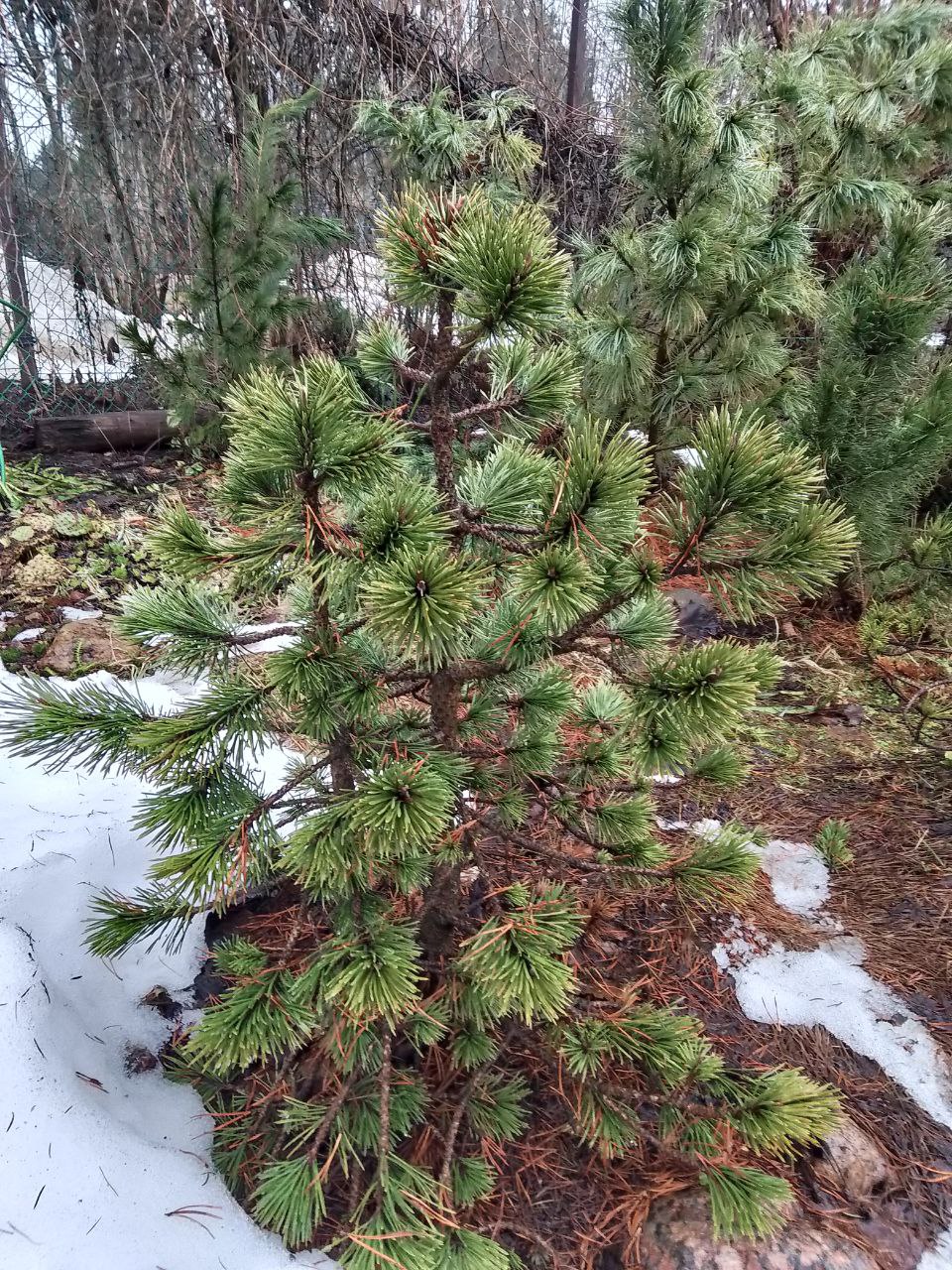 Pinus contorta 'Sonora Pass'