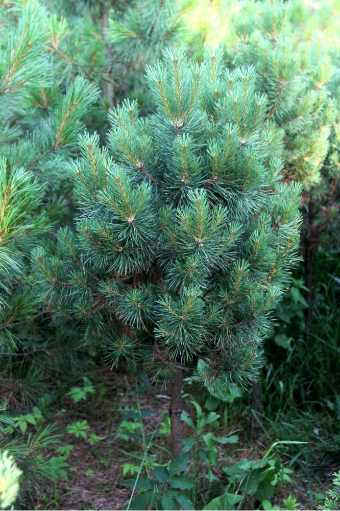 Pinus sylvestris ‘Tramplin’