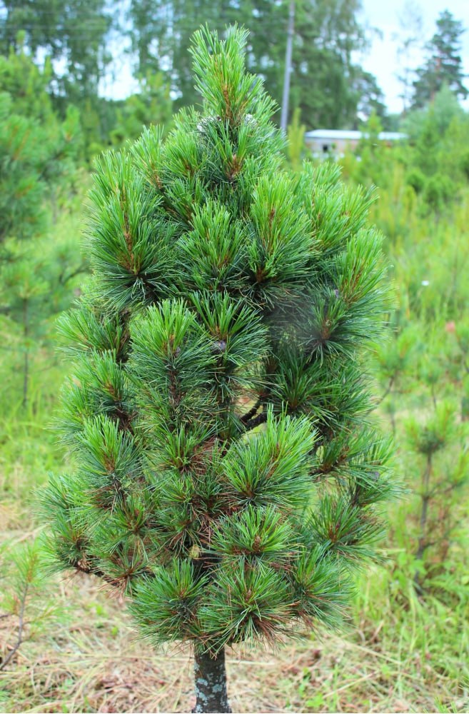 Pinus sibirica ‘Seminsky’