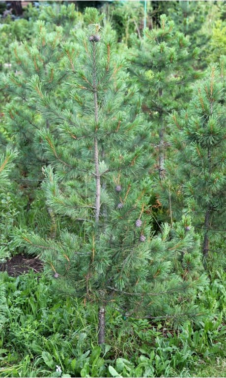 Pinus sibirica ‘Surprise’