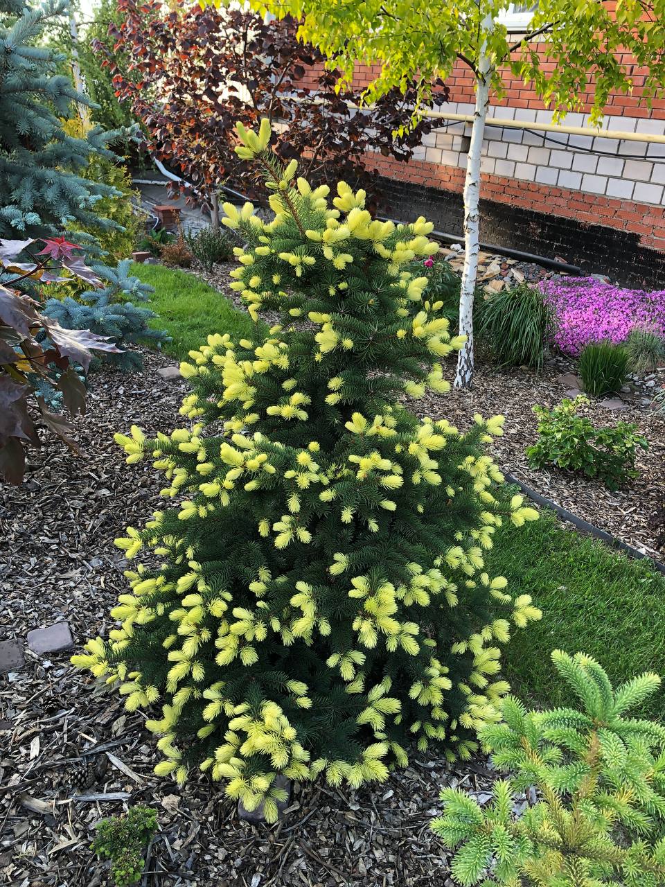 Picea pungens 'Maigold'
