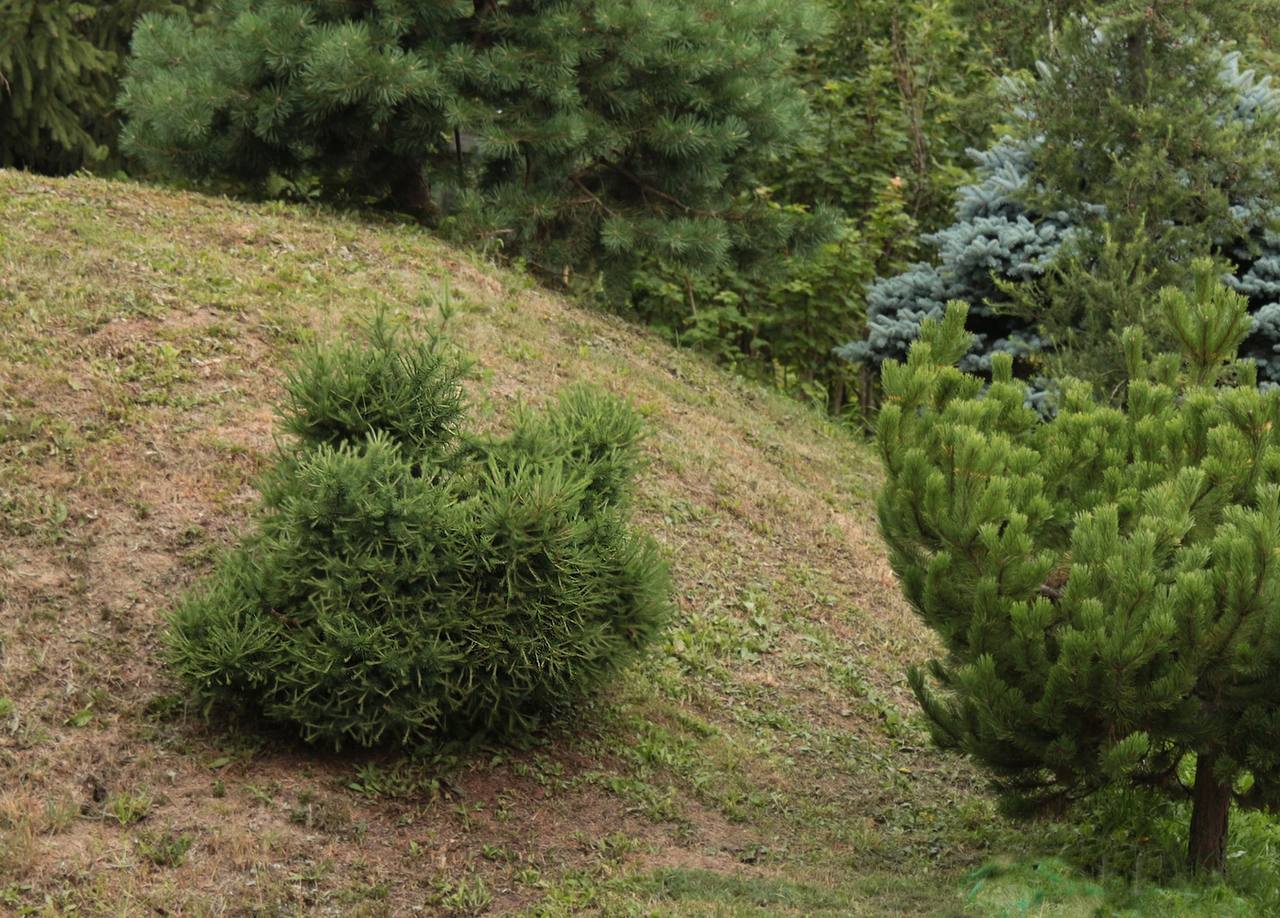 Larix sibirica ‘Koroleva‘