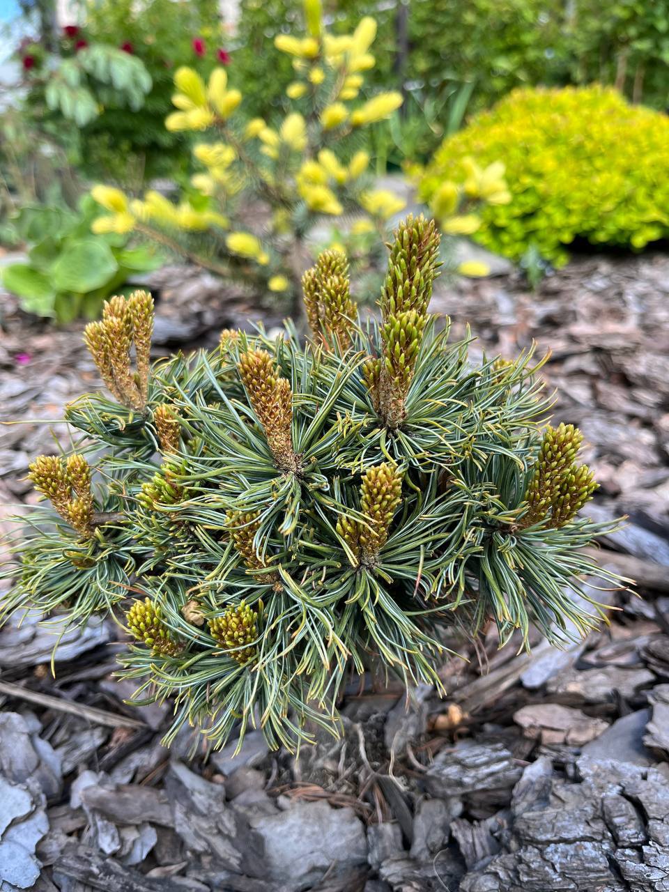 Pinus pumila 'Blue Note'