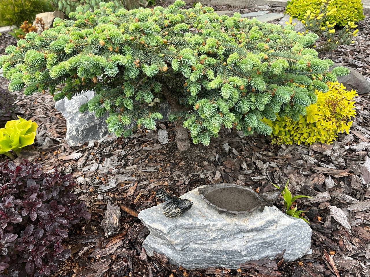 Picea engelmannii ‘Thomschke’