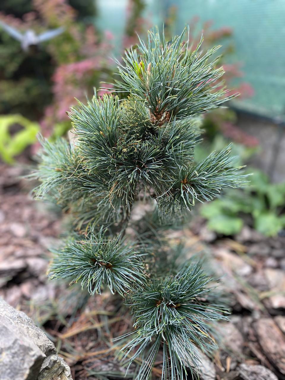 Pinus pumila ‘Vladivostok’