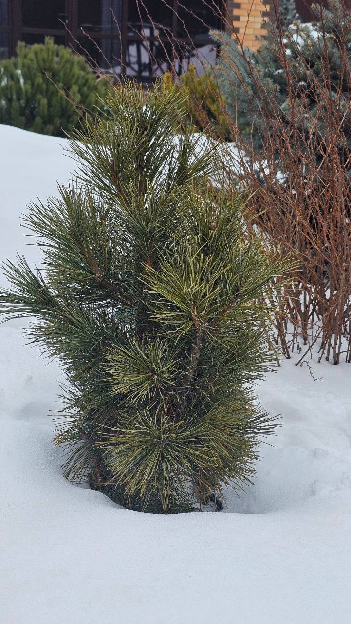 Pinus sibirica 'Recordistka’