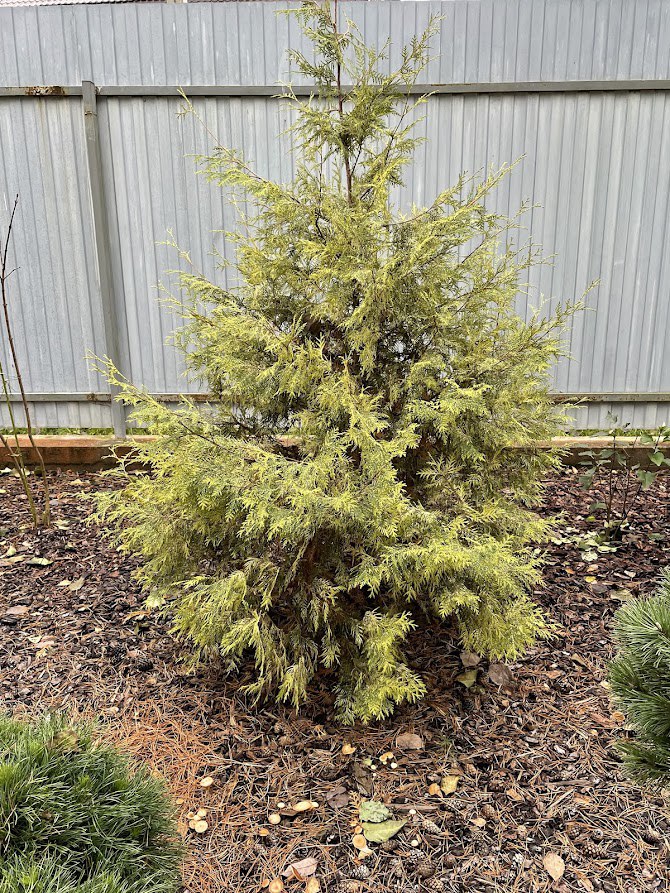 Thuja occidentalis ‘Perk Vlaanderen’