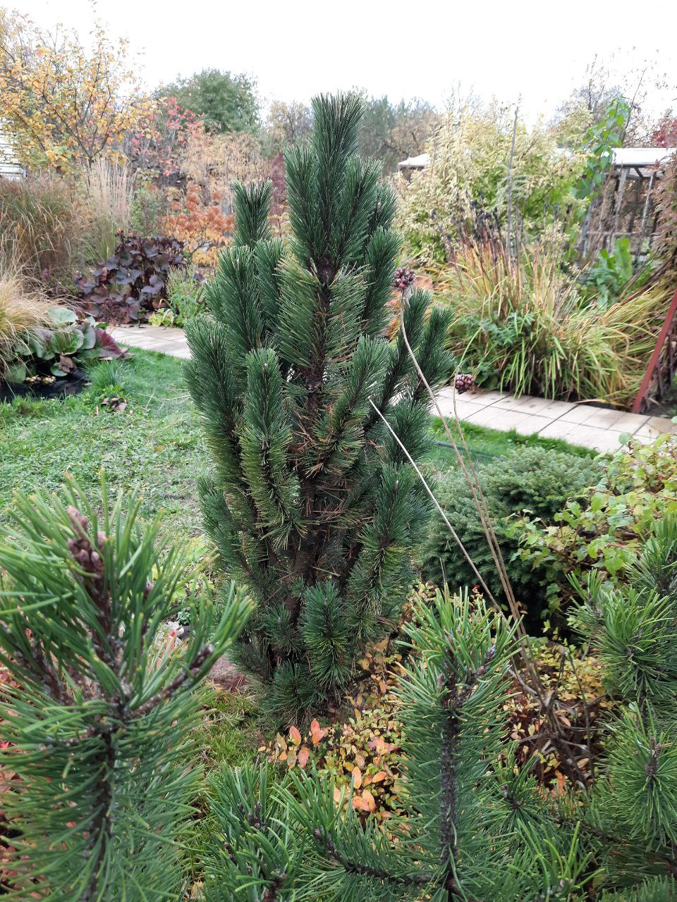 Pinus mugo ‘Andrzej’