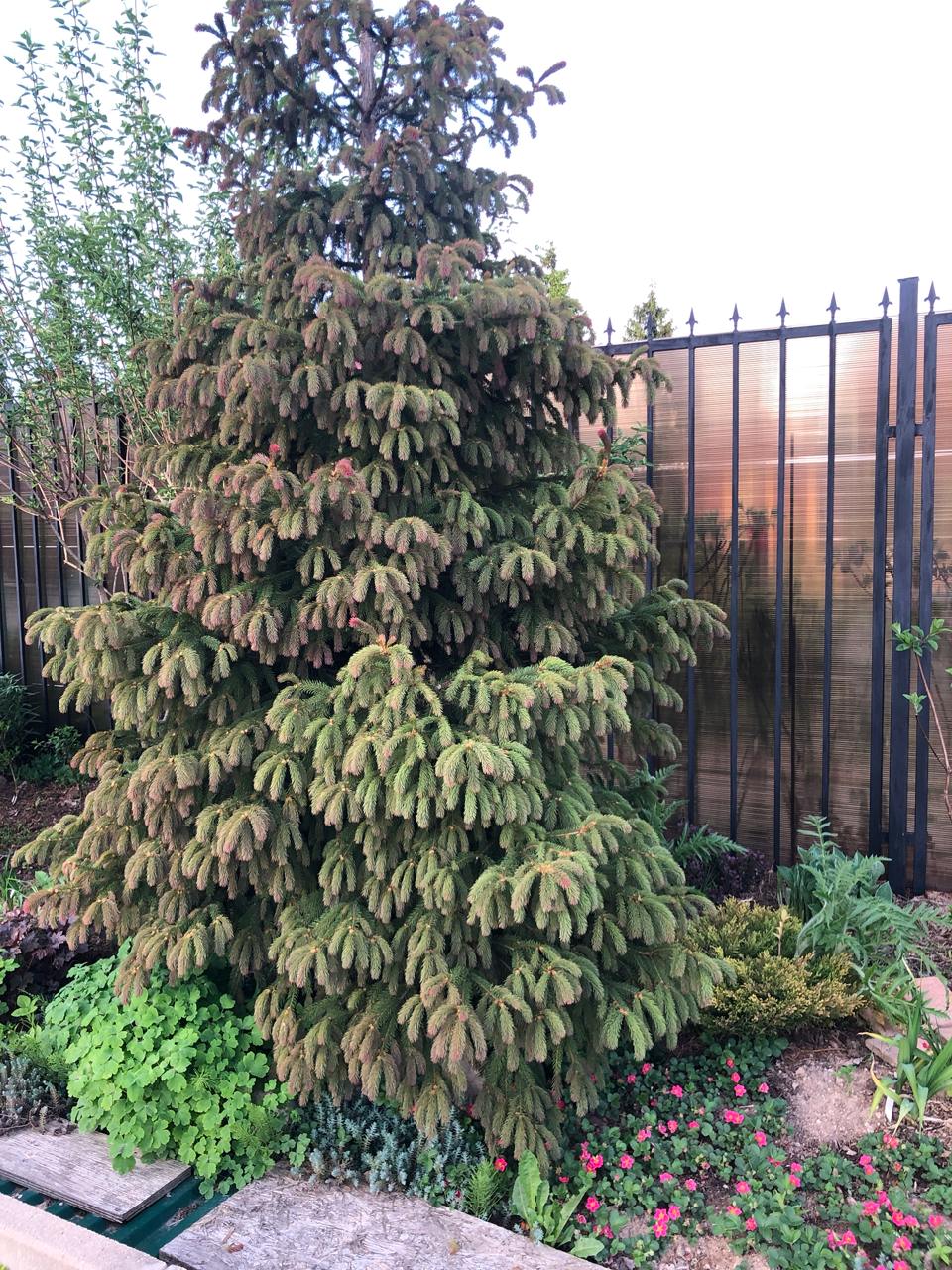Picea abies ‘Rydal’