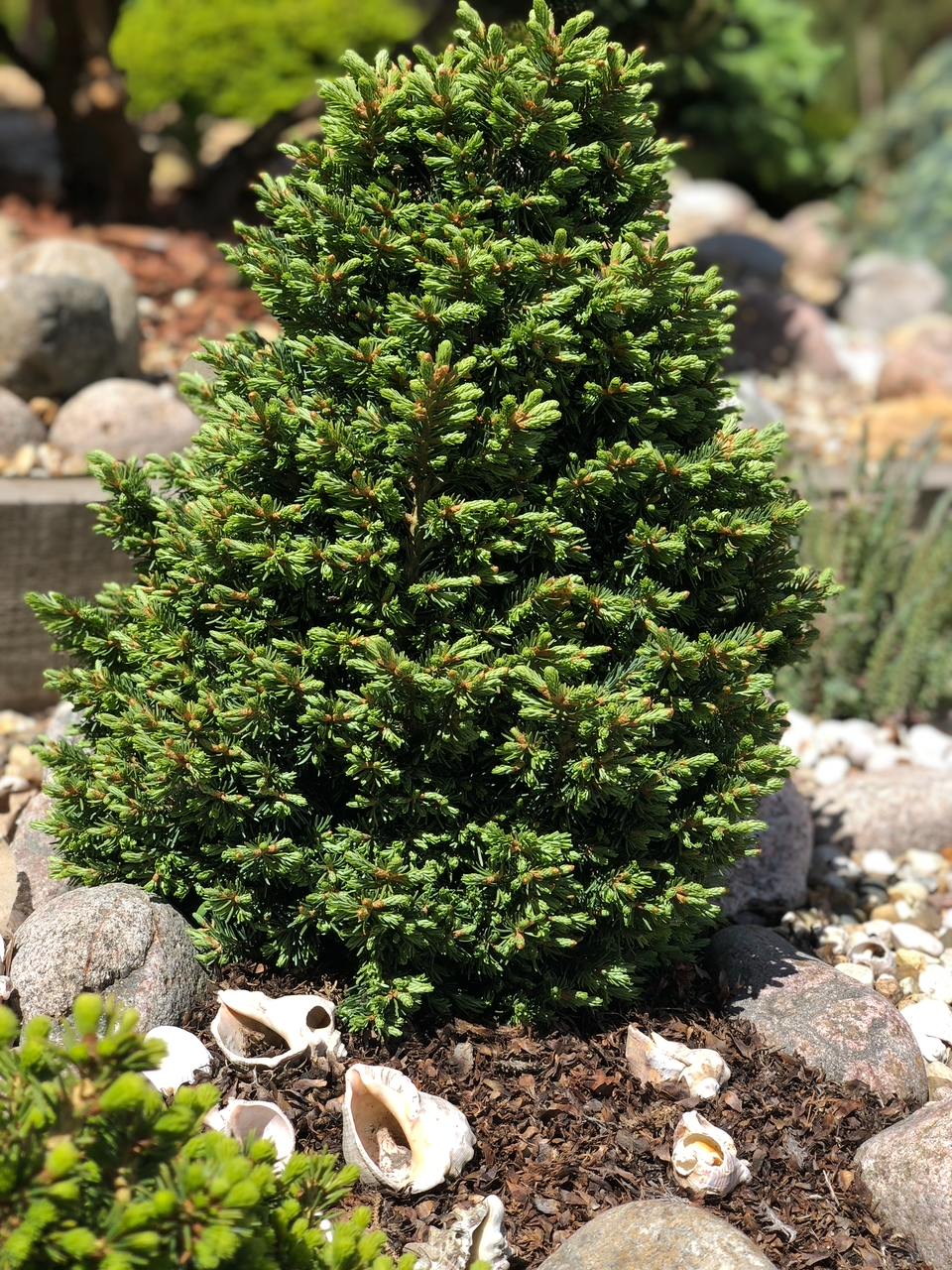 Abies lasiocarpa WB SDL 'Beano Broom’