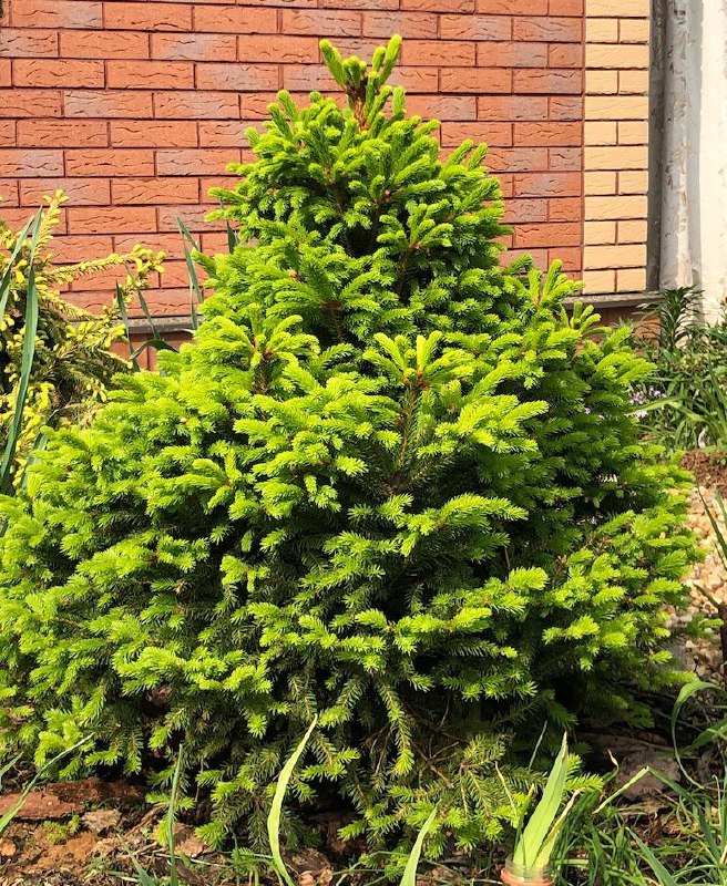 Picea abies ‘Barryi’