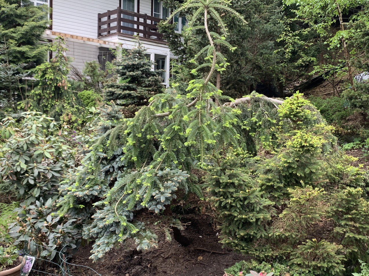 Abies veitchii 'Pendula'