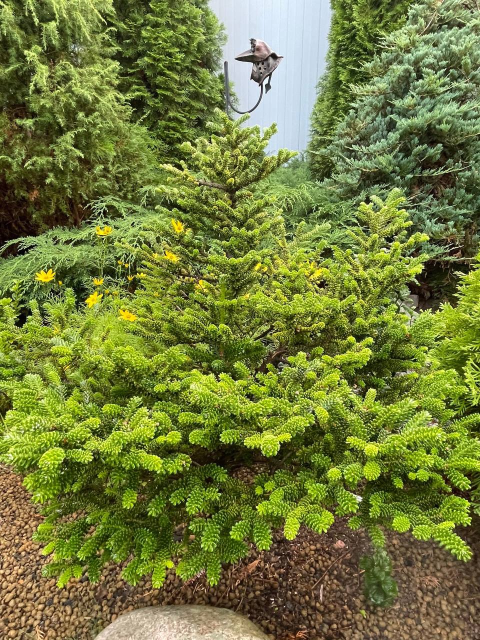 Abies koreana ‘Brevifolia’