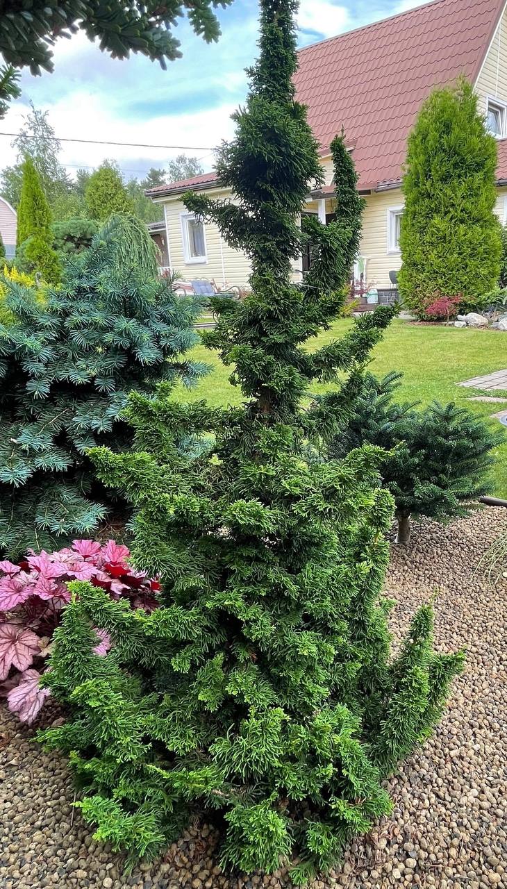 Thuja occidentalis 'Malonyana Holub'