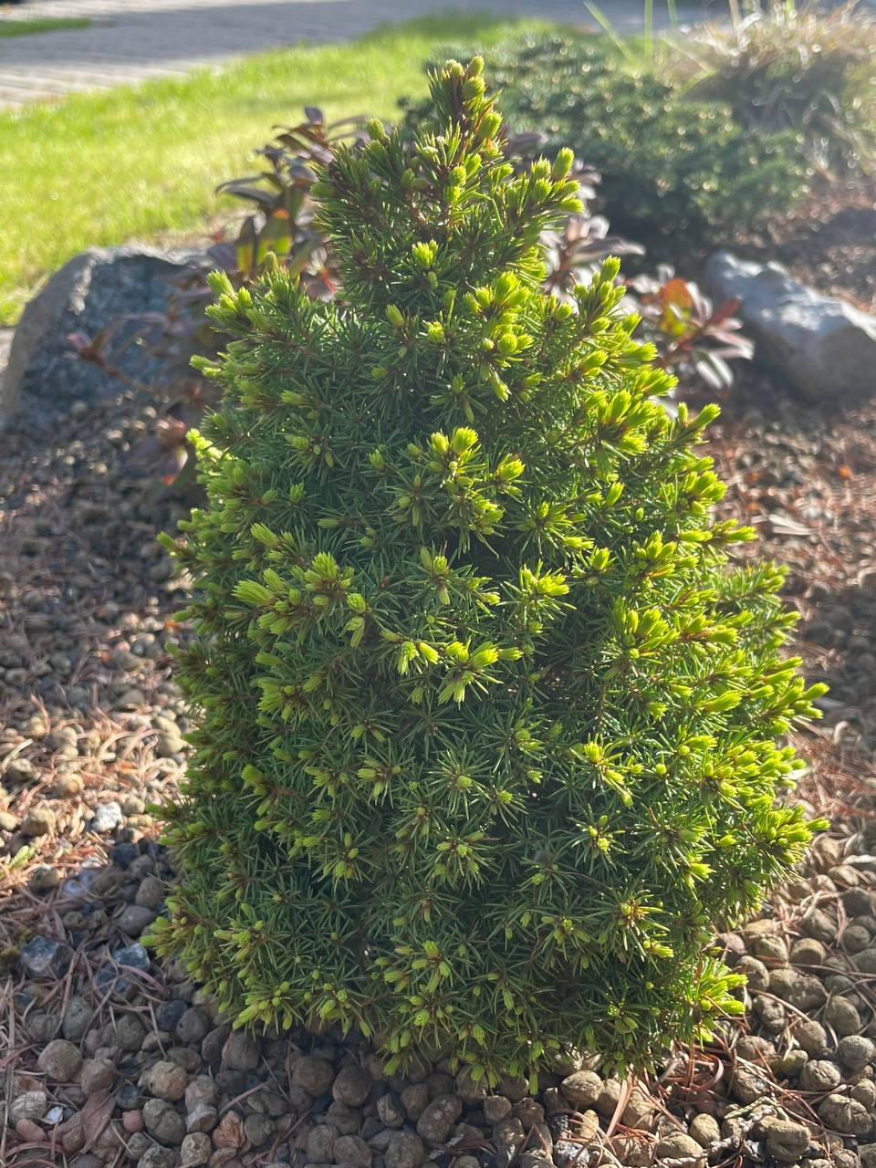 Picea glauca ‘Skrzat’