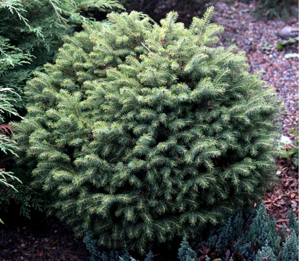 Picea schrenkiana 'Seyanec Korobko'