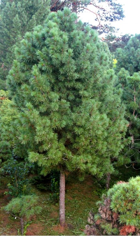 Pinus sibirica 'Bolshoj On'