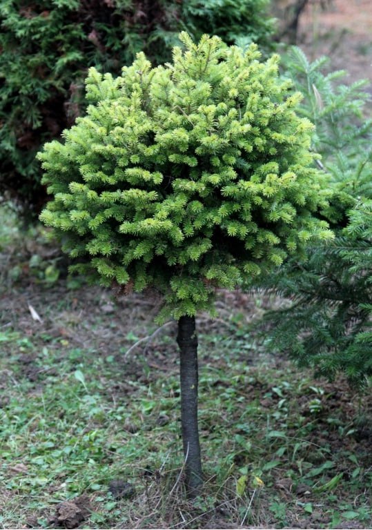 Abies sibirica 'Katerina'