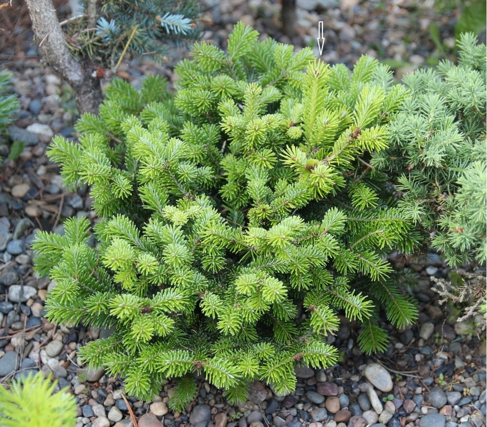 Abies sibirica 'Sasha'