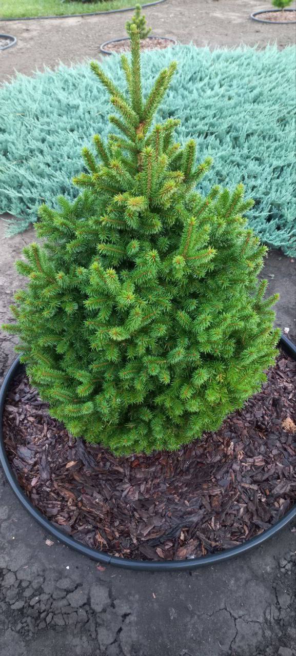 Picea obovata ‘Ushajka’