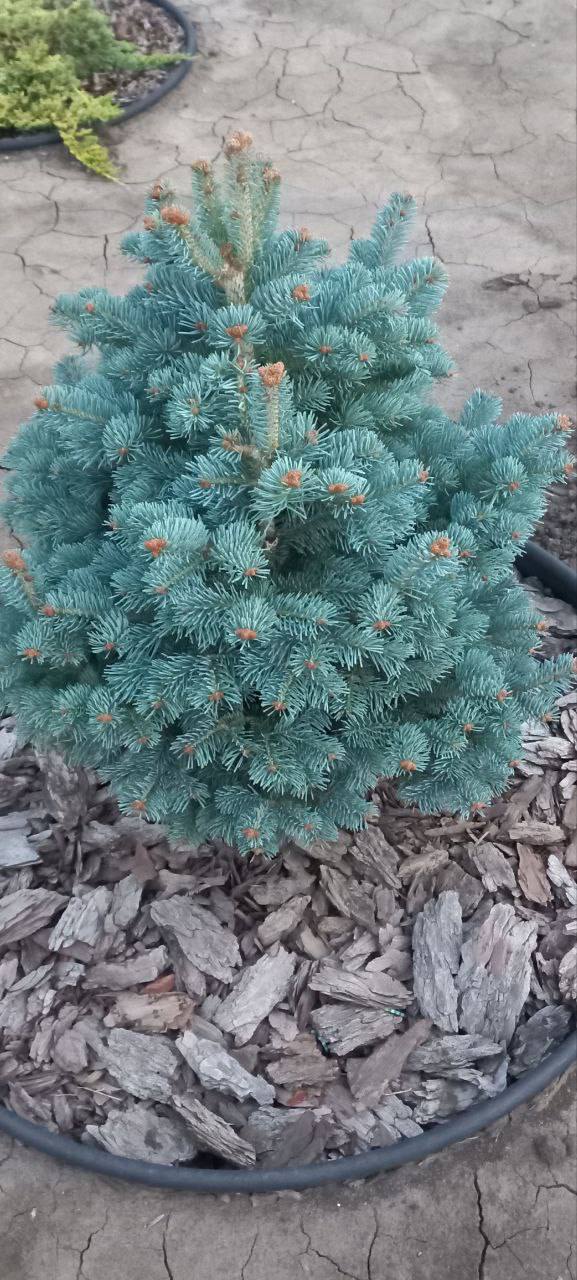 Abies  lasiocarpa  ‘Compacta’