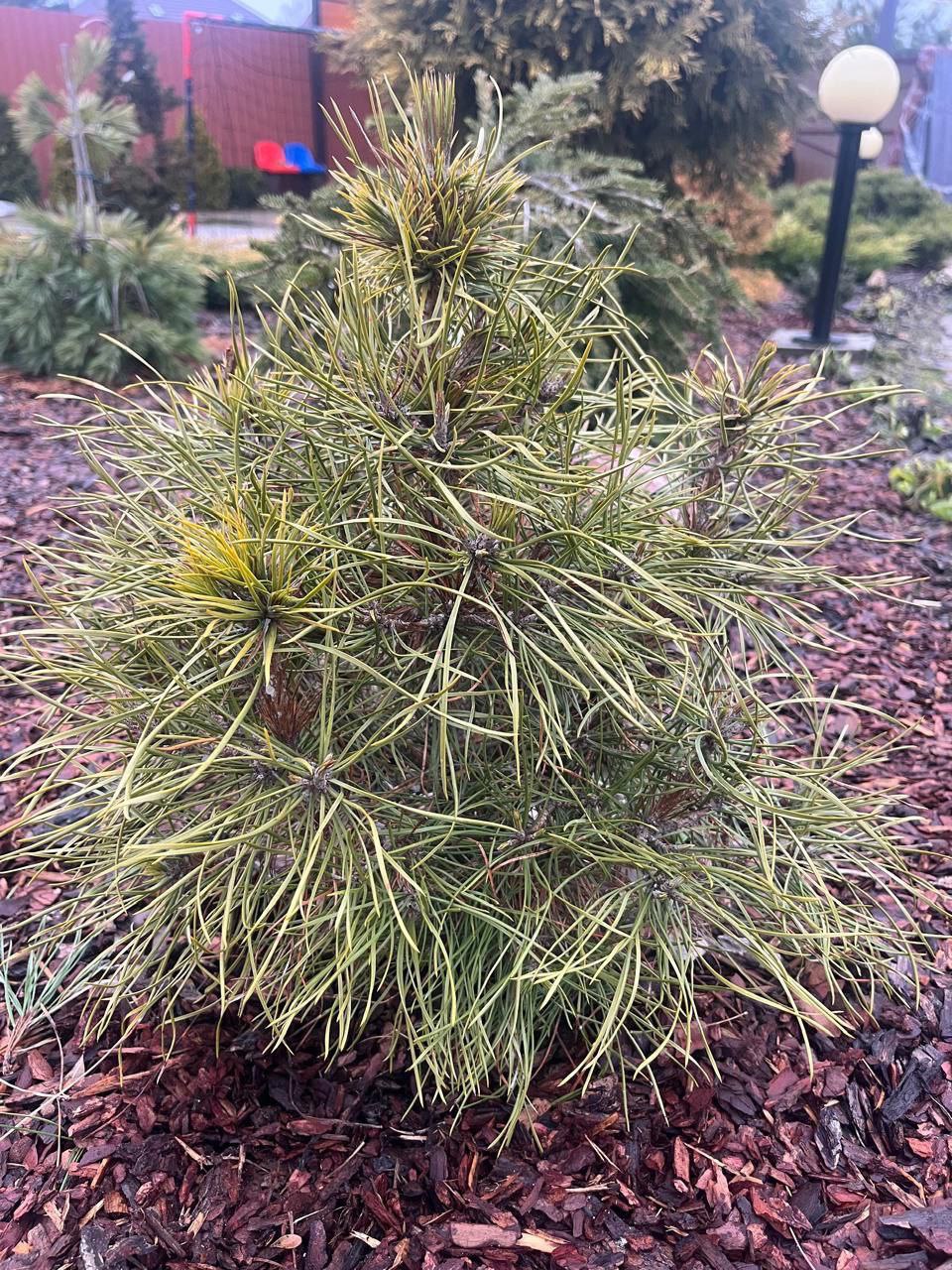 Pinus sylvestris 'Xawery'