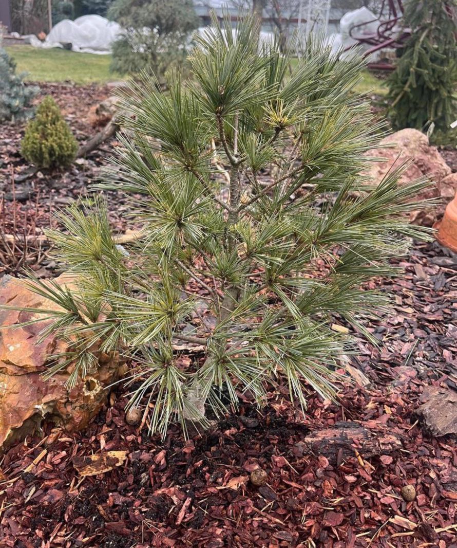 Pinus strobus 'Kruger's Lilliput'