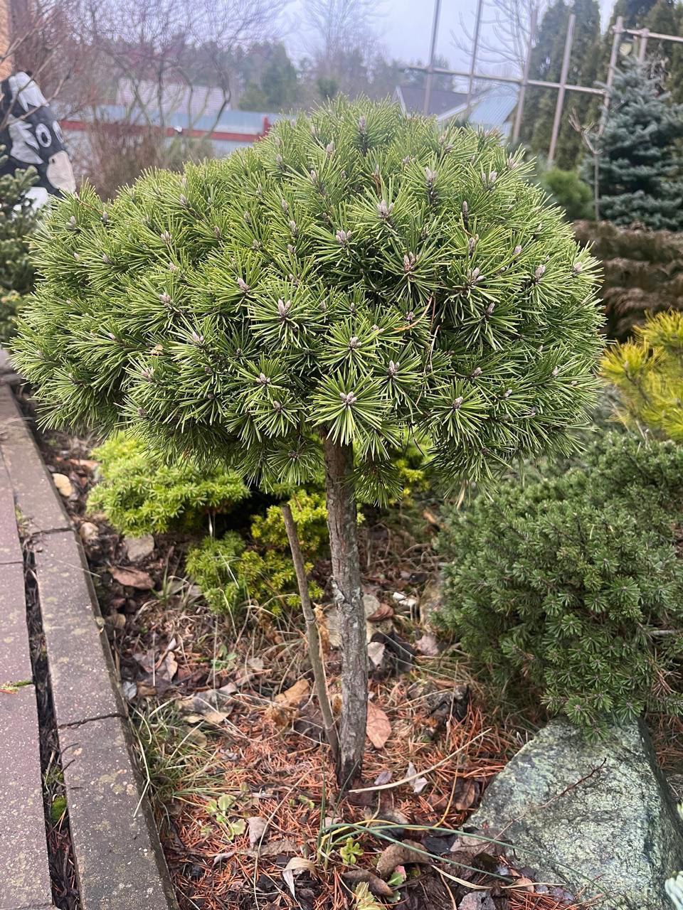 Pinus uncinata (mugo) 'Hnizdo'