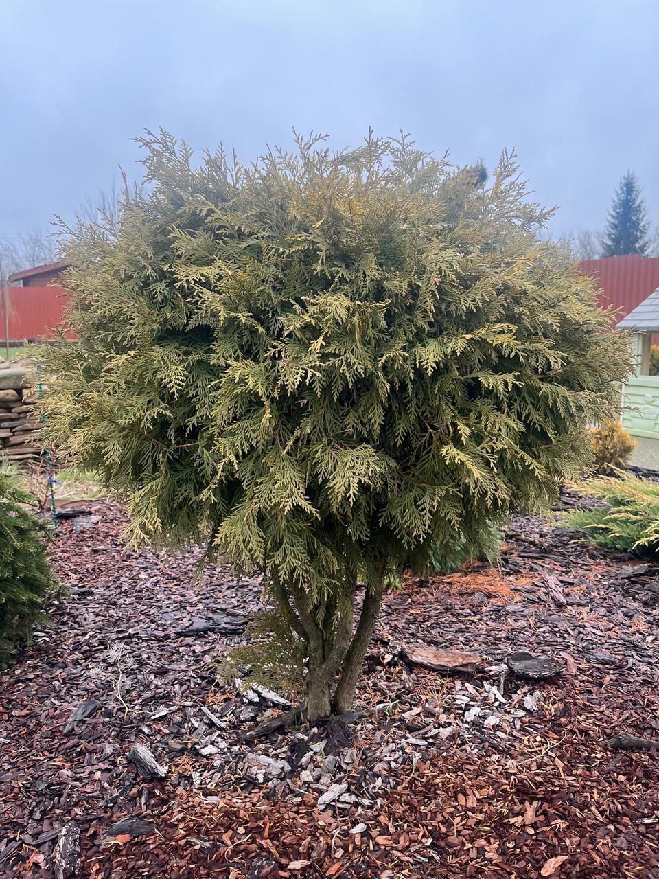 Thuja occidentalis 'Golden Globe'