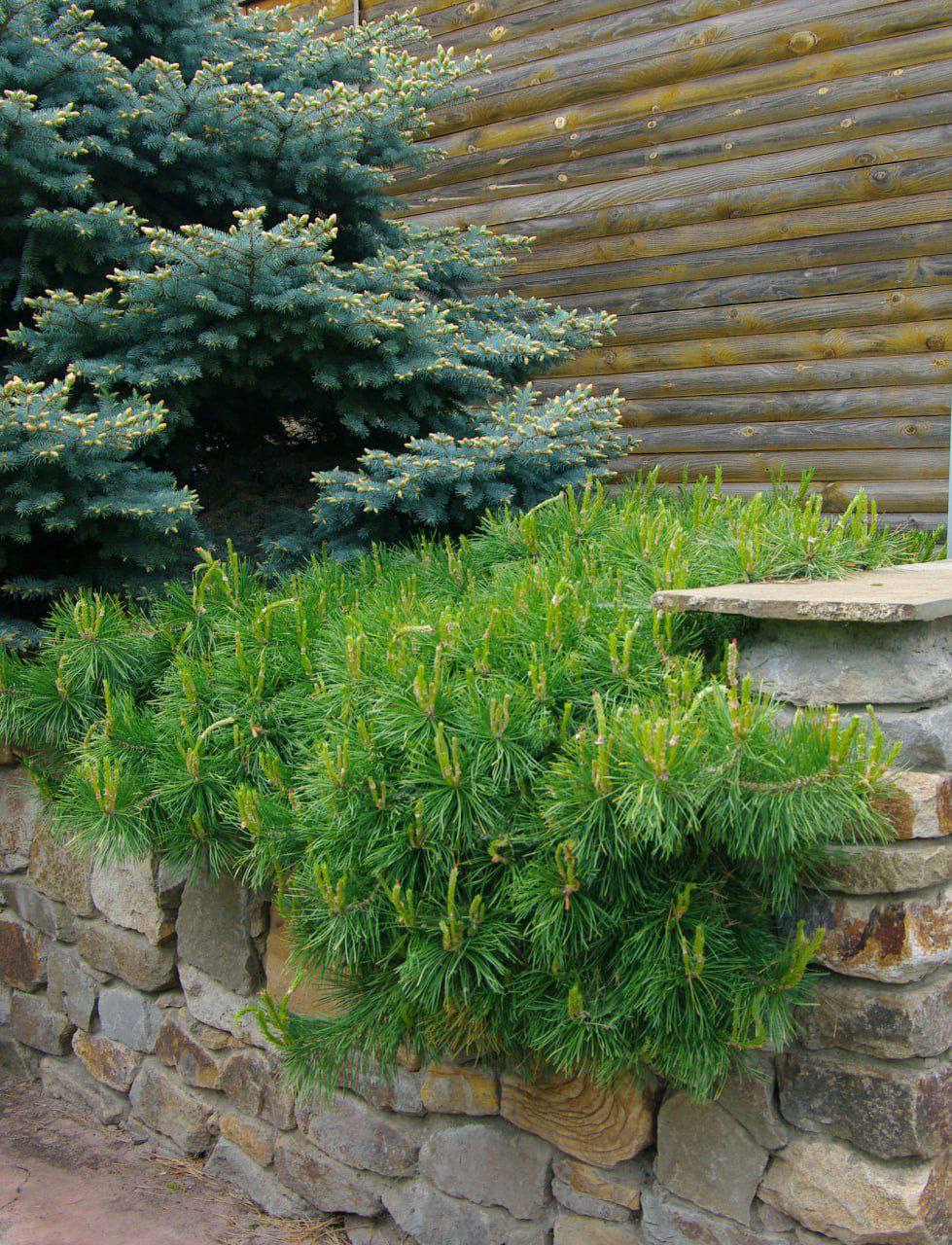 Pinus sylvestris  'Hillside Creeper'