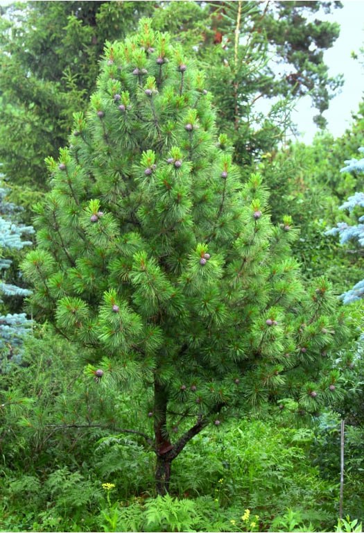 Pinus sibirica 'Prezident'