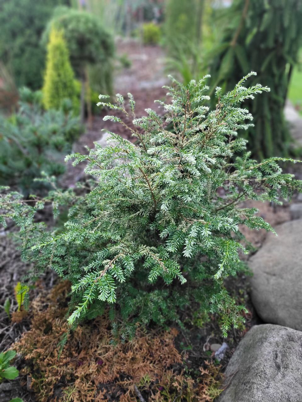 Tsuga canadensis ‘Gentsch White’