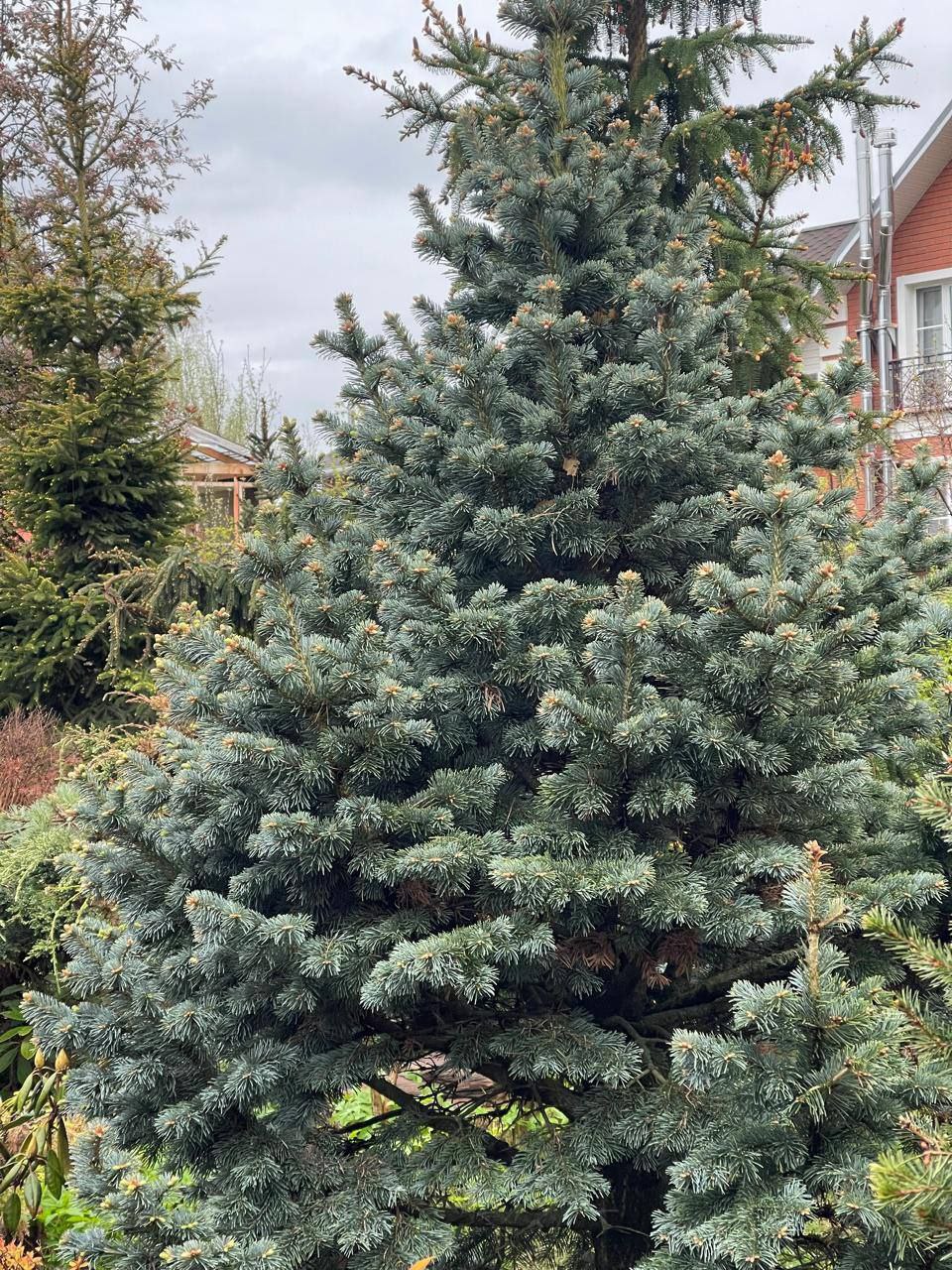Abies lasiocarpa 'Compacta'