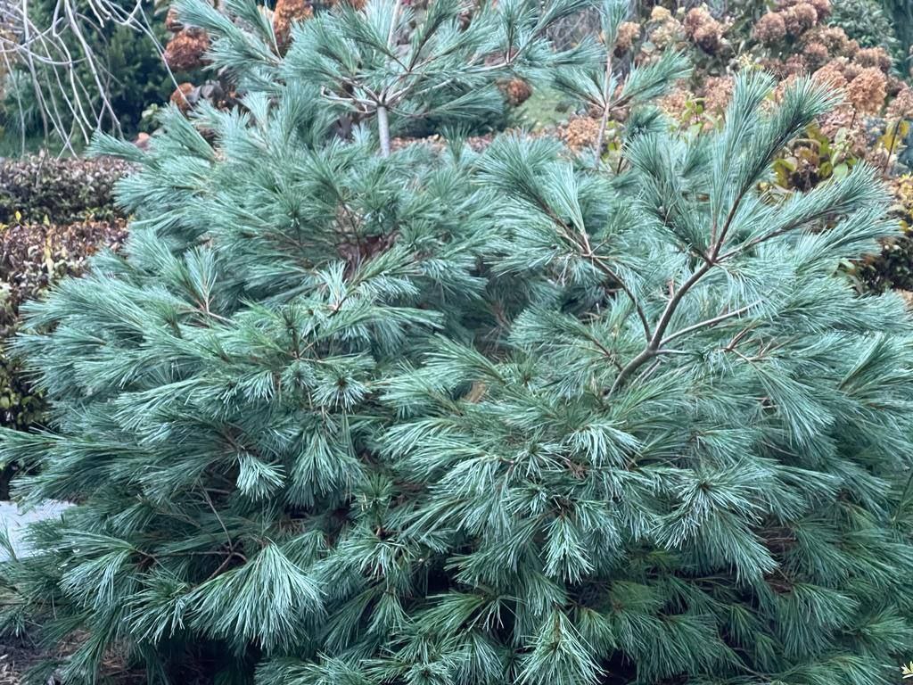 Pinus strobus 'Blue Shag'