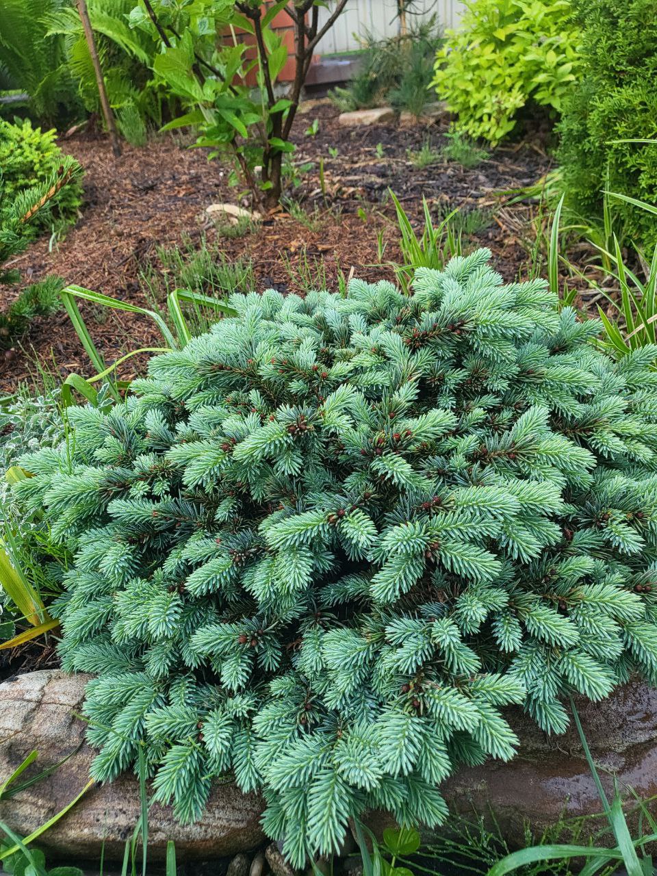 Picea pungens ‘Waldbrunn’