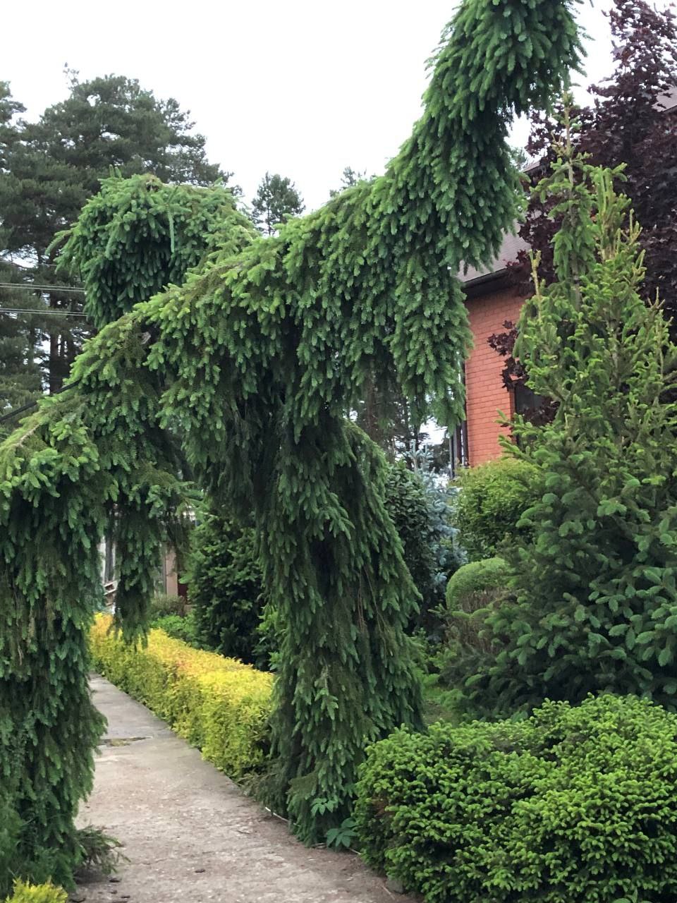Picea omorika 'Pendula Bruns'