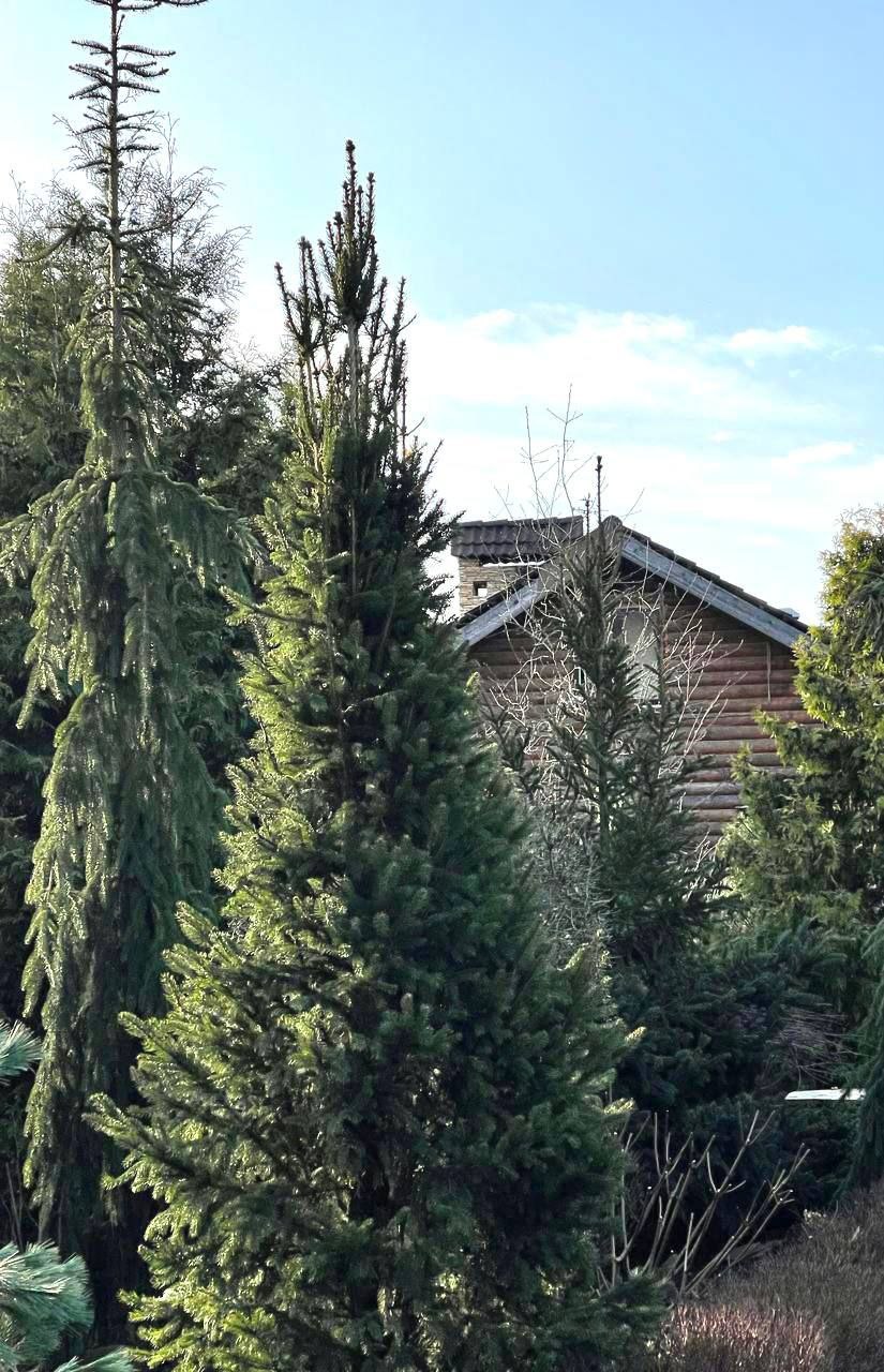 Picea  abies  'Columnaris'