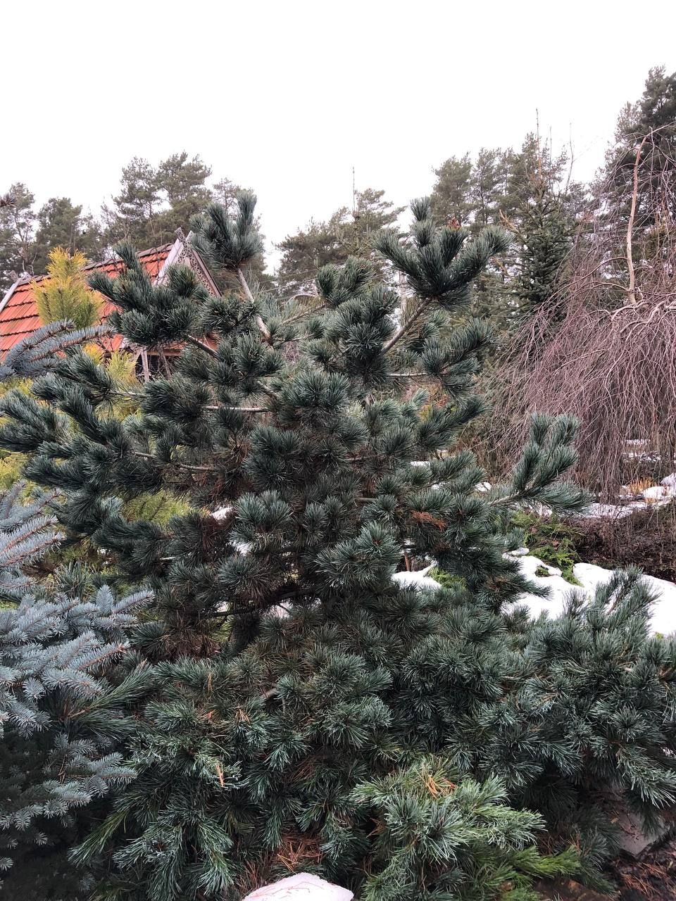 Pinus parviflora 'Negishi'