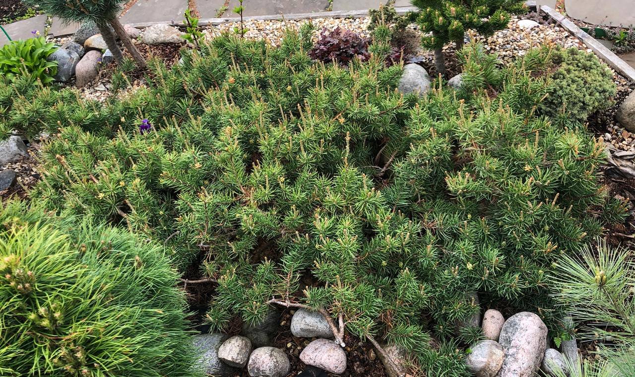 Pinus banksiana ‘Schoodic’ Сосна Банкса