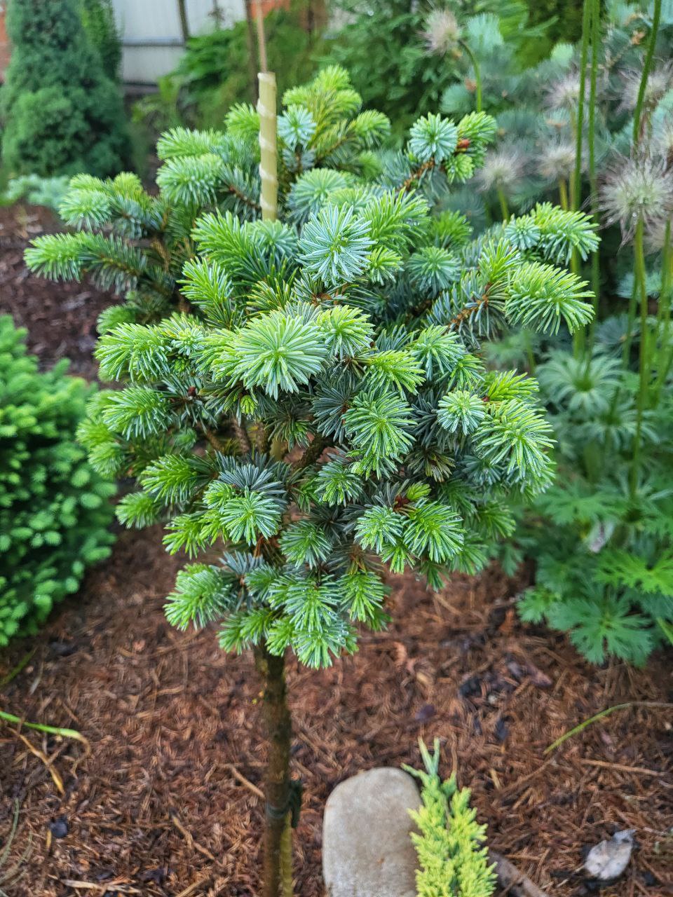 Picea sitchensis 'Silberzwerg’