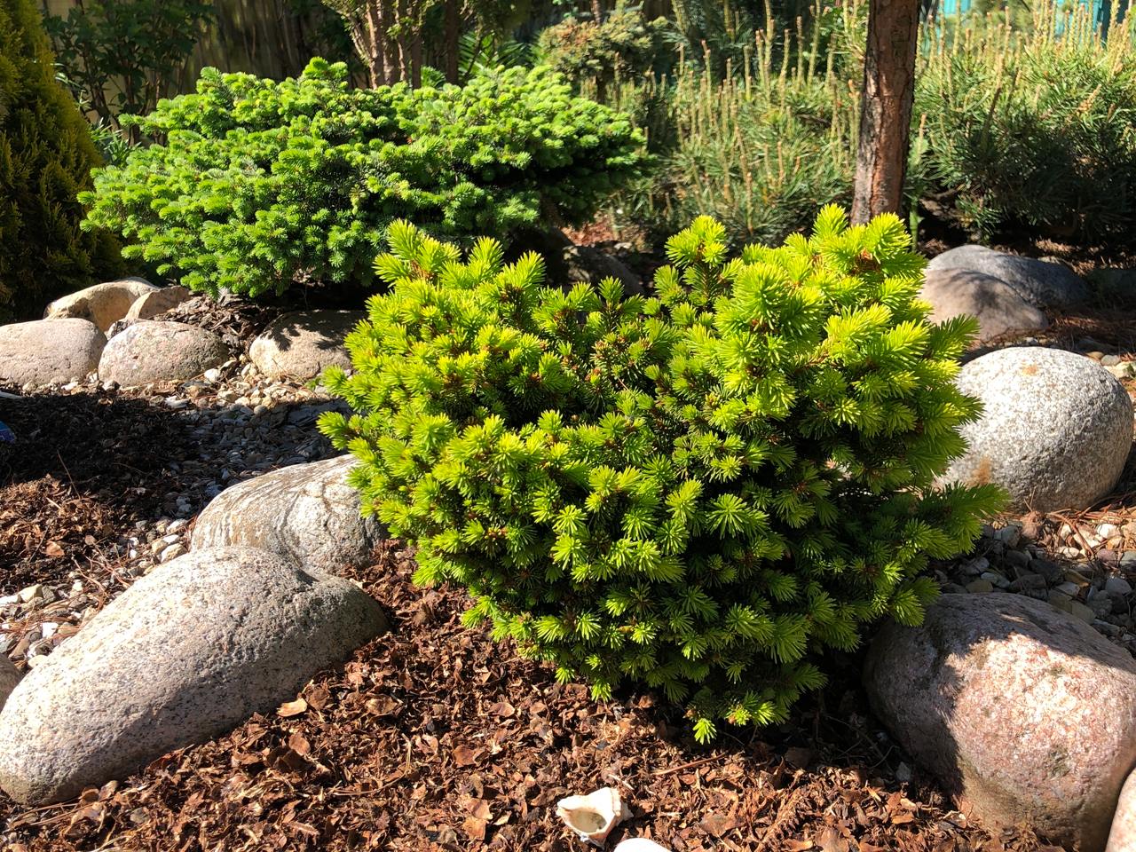 Picea abies ‘Goldnugget’ (Aurea WB)