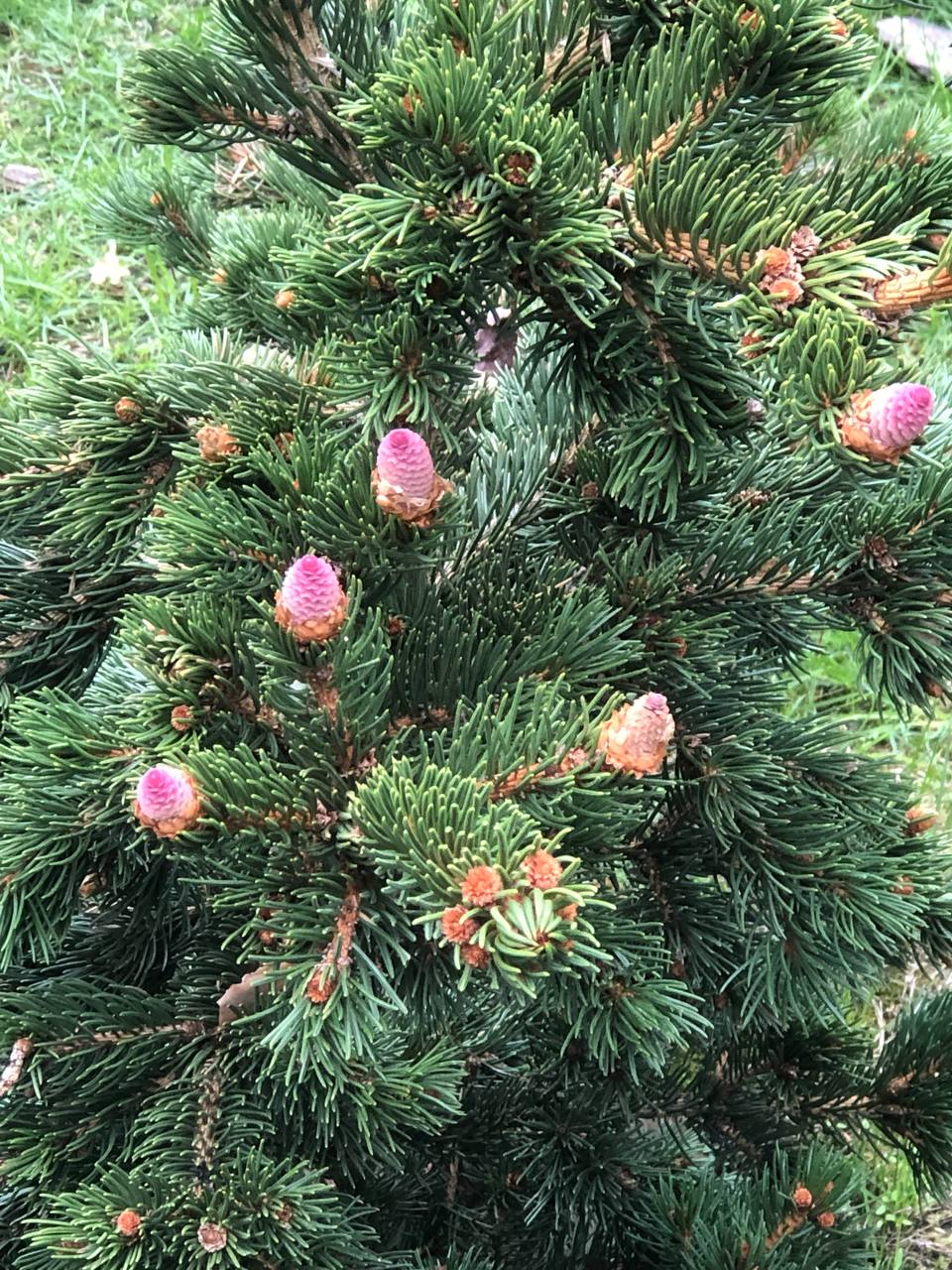 Picea pungens ‘Lucky Strike’