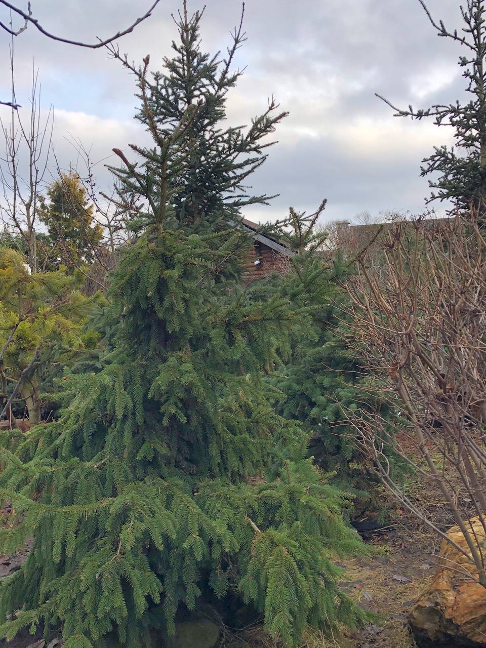 Picea abies ‘Acrocona’